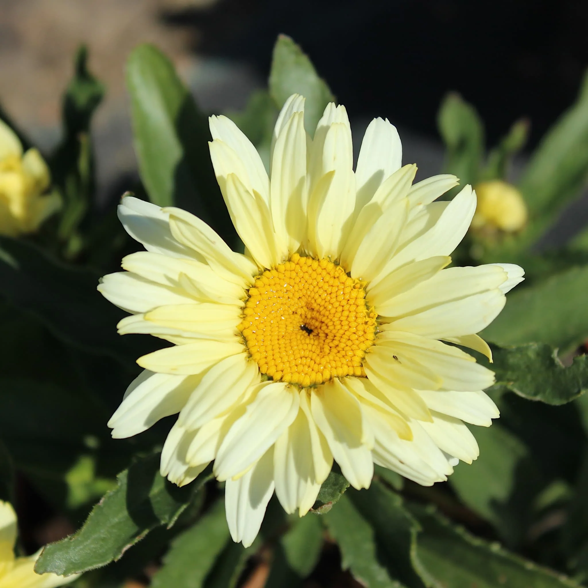 Yellow Plants