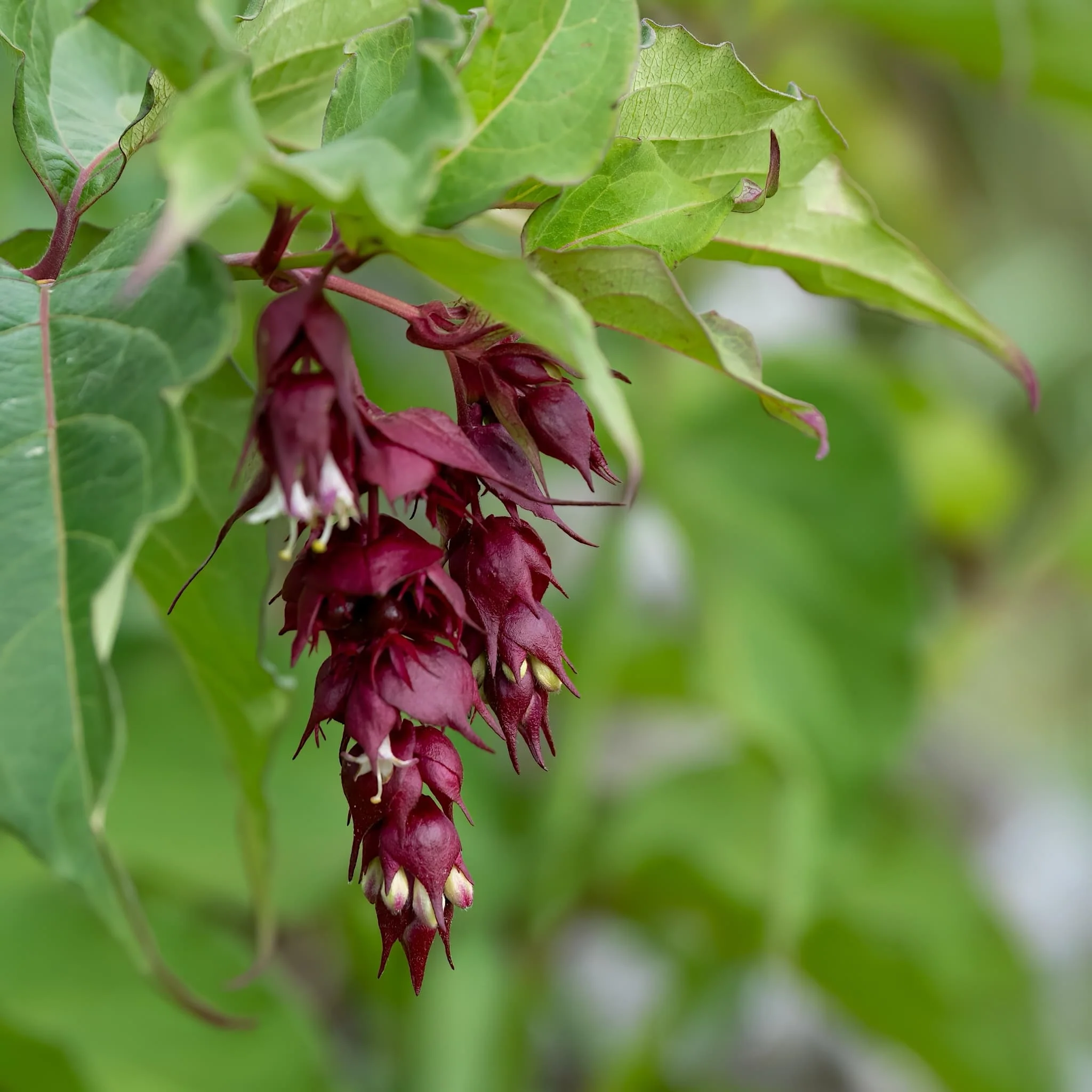 Purple Plants