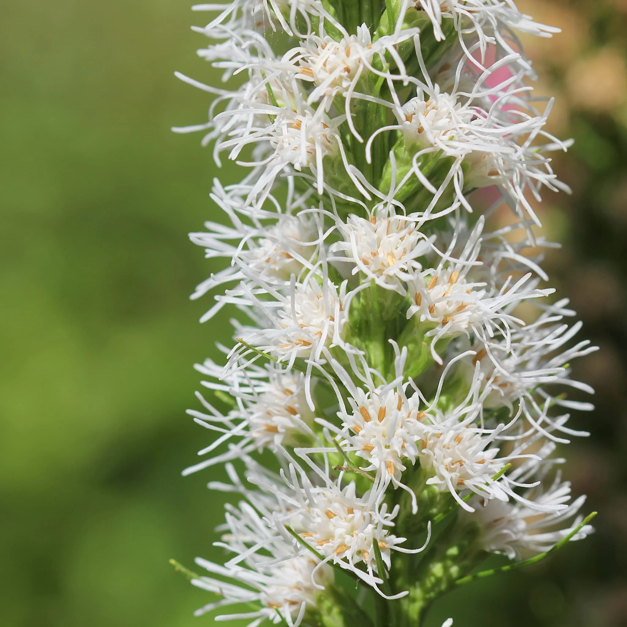 Garden Plants